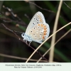 polyommatus thersites male chonkatau 1